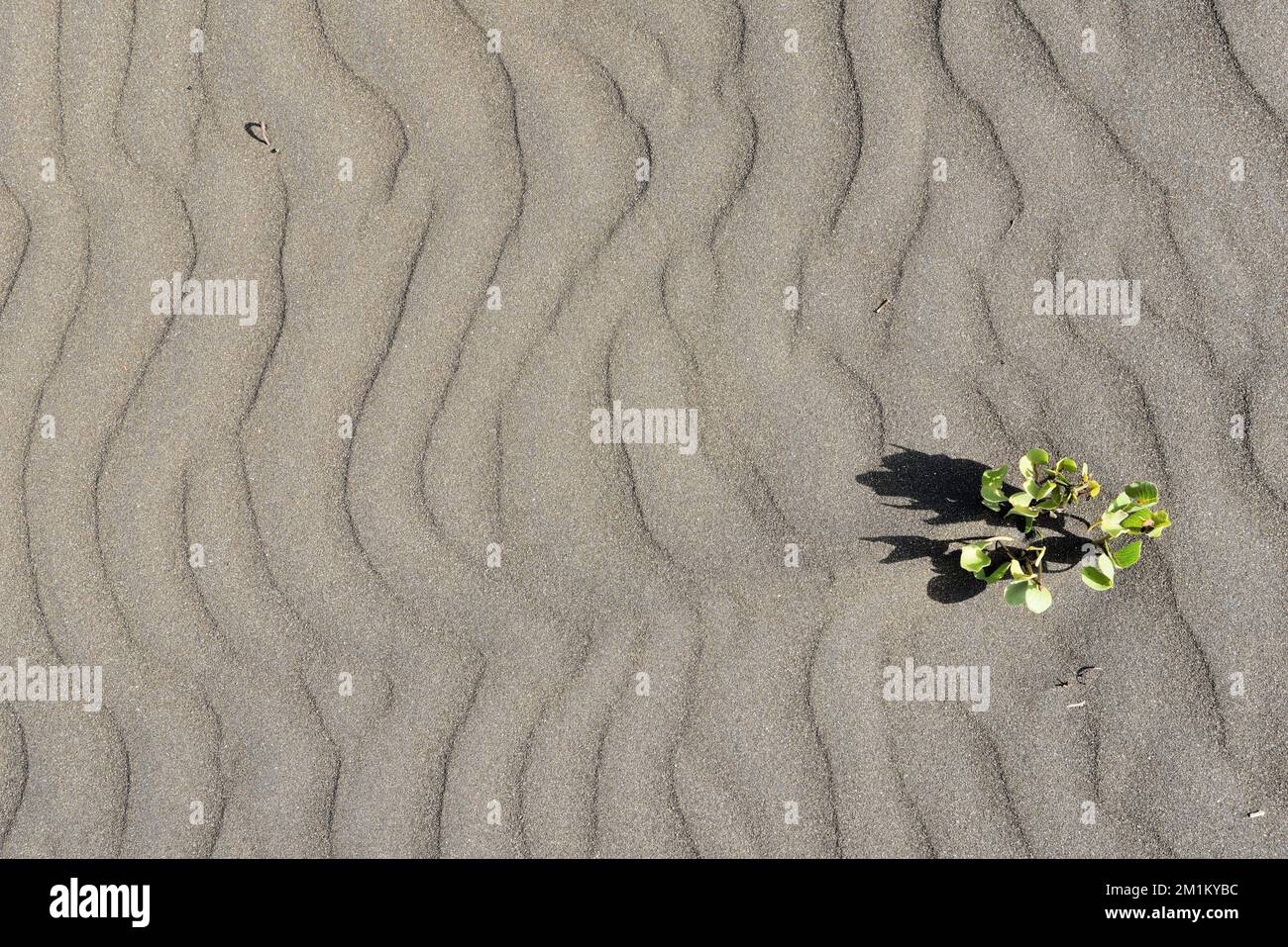 Plante verte sur la plage, plage de Survada, Valsad, Gujarat, Inde, Asie Banque D'Images