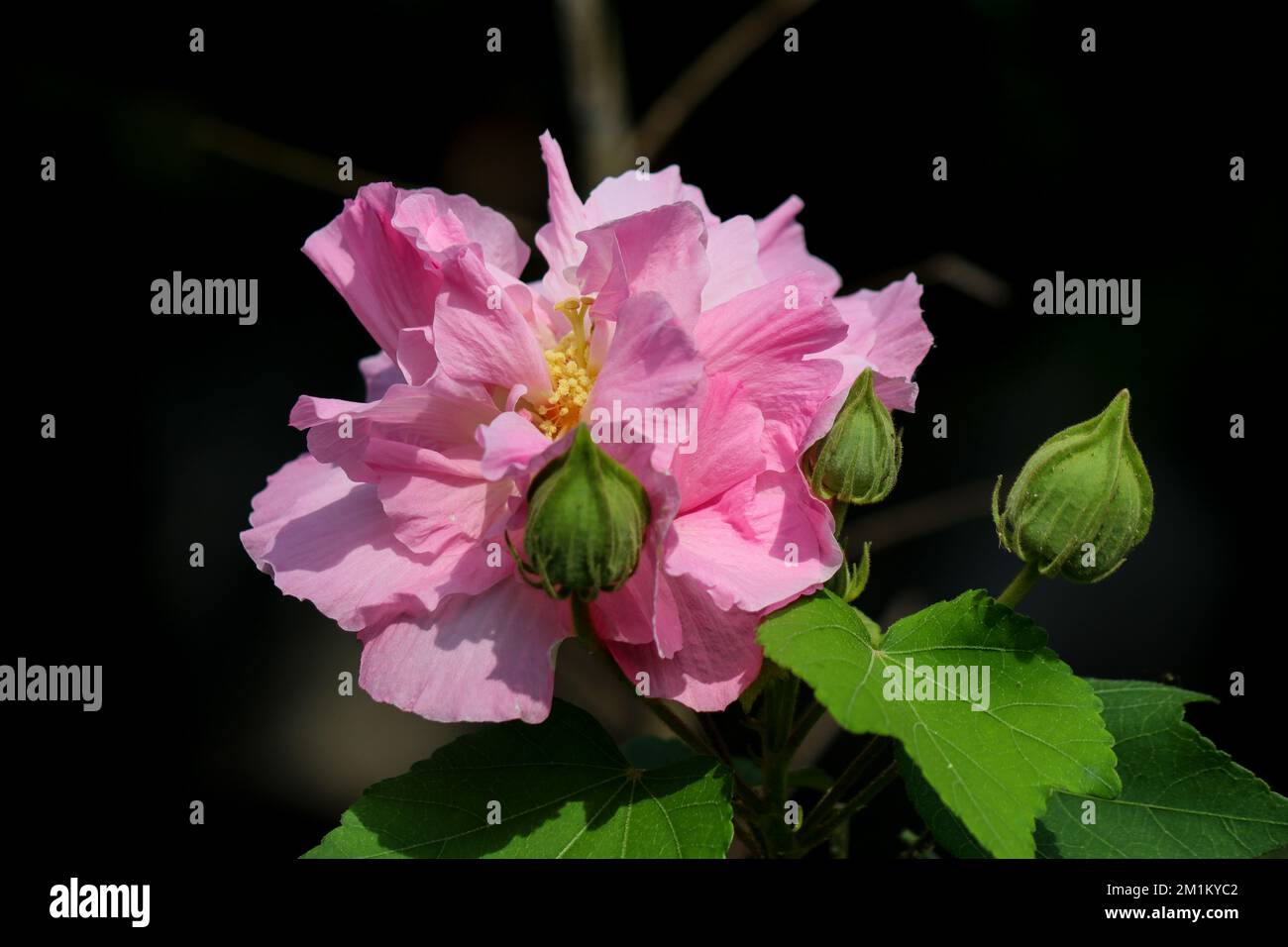 La rose confédérée passe au magenta l'après-midi Banque D'Images