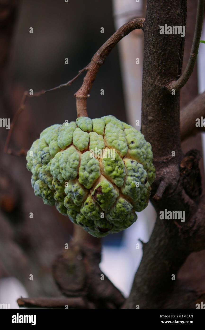 Fruit mûr de la pomme de sucre (Annona squamosa) Banque D'Images