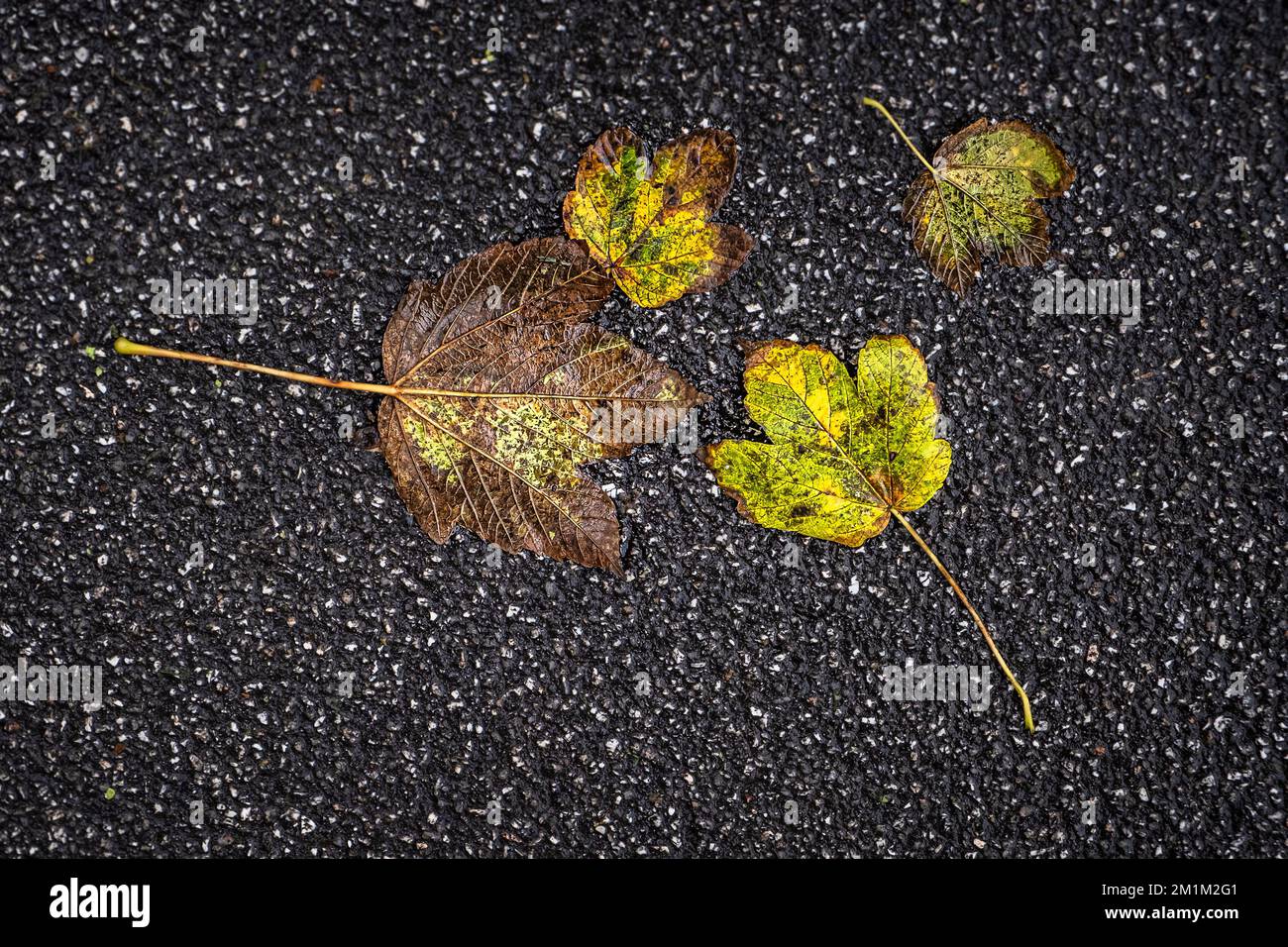 Couleur vive et riche dorée de Sycamore Acer pseudoplatanus feuilles couchée sur un sentier tarmac à l'automne en Angleterre au Royaume-Uni. Banque D'Images