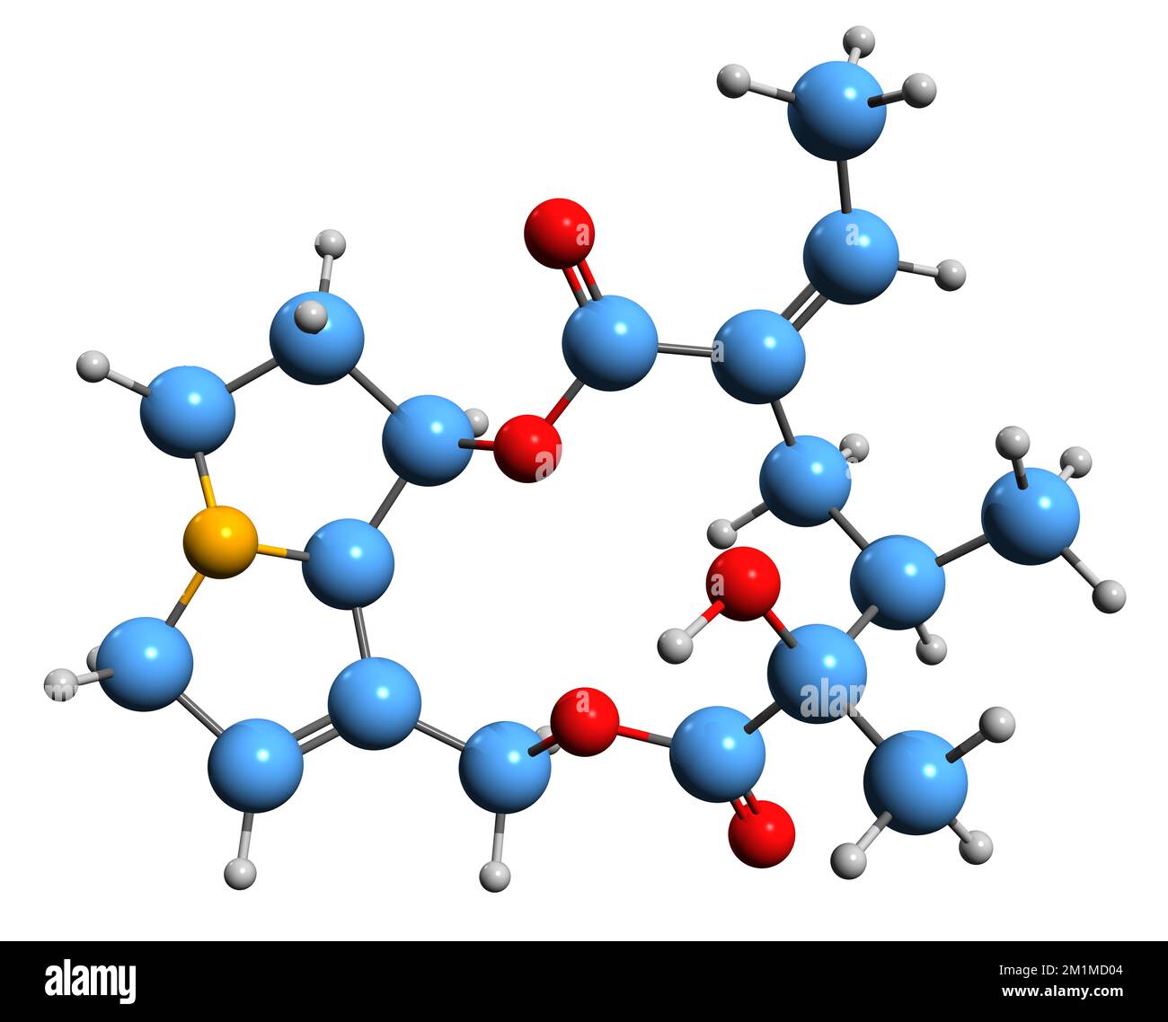 3D image de la formule squelettique Senecifyline - structure chimique moléculaire de l'alcaloïde pyrrolizidine isolé sur fond blanc Banque D'Images