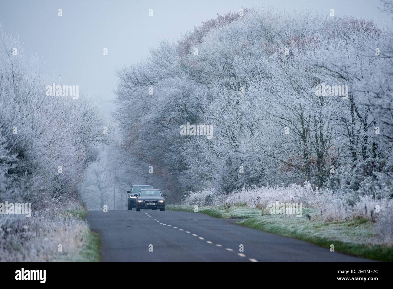 Harrogate, North Yorkshire, Royaume-Uni. 13th décembre 2022. Arbres dépolis près de Harrogate, dans le North Yorkshire. Crédit : John Eveson/Alamy Live News Banque D'Images