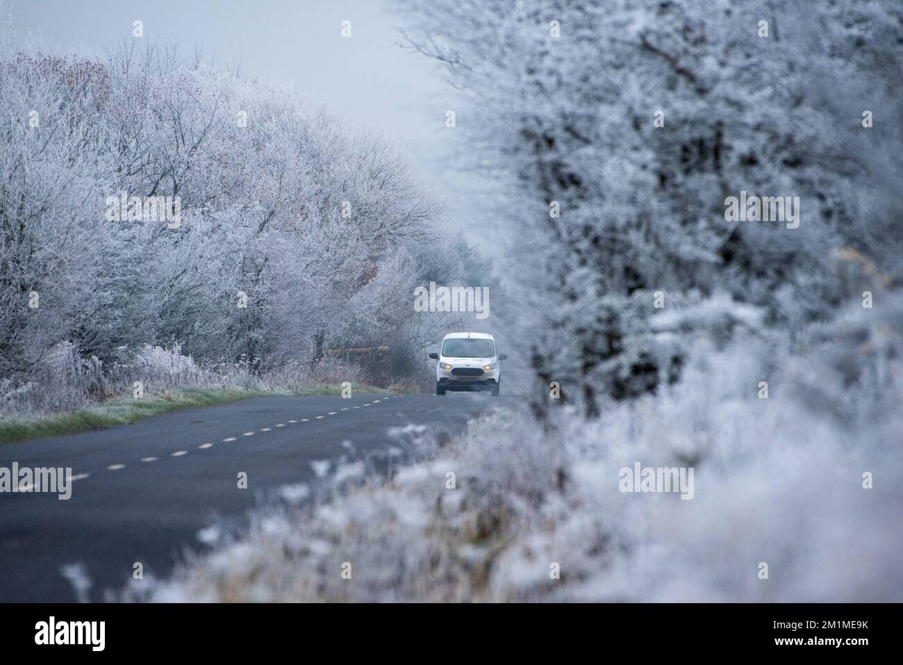 Harrogate, North Yorkshire, Royaume-Uni. 13th décembre 2022. Arbres dépolis près de Harrogate, dans le North Yorkshire. Crédit : John Eveson/Alamy Live News Banque D'Images