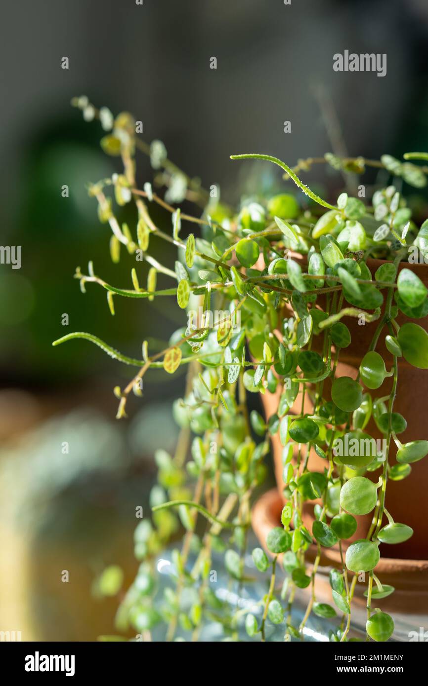 Peperomia prostrata Banque de photographies et d'images à haute résolution  - Alamy