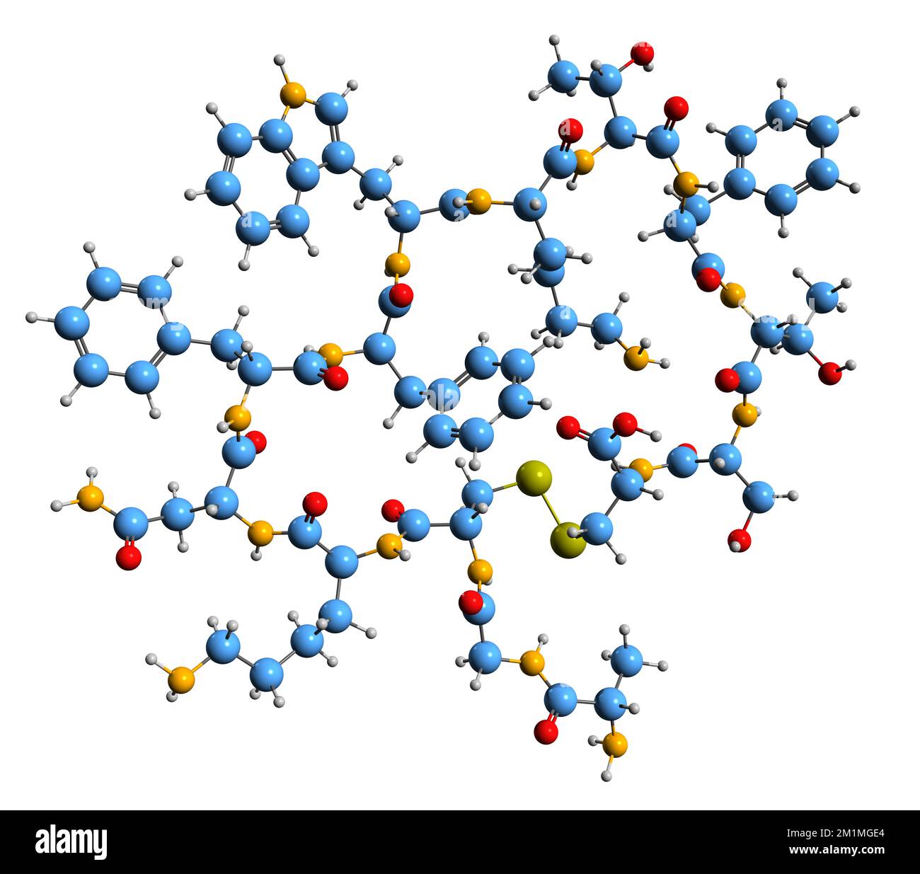 3D image de la formule squelettique de la somatostatine - structure chimique moléculaire de l'hormone de croissance inhibitrice isolée sur fond blanc Banque D'Images