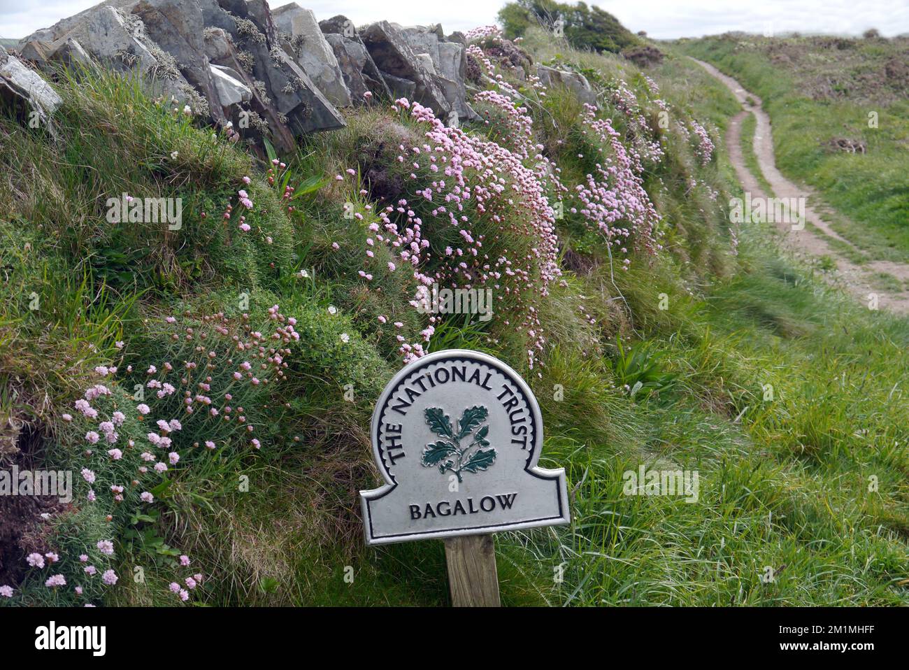 Metal National Trust signe pour Bagalow avec des fleurs de Thrift de la Mer Rose sauvage (Armeria Maritima) sur le mur près du South West Coastal Path, Cornwall, Angleterre. Banque D'Images