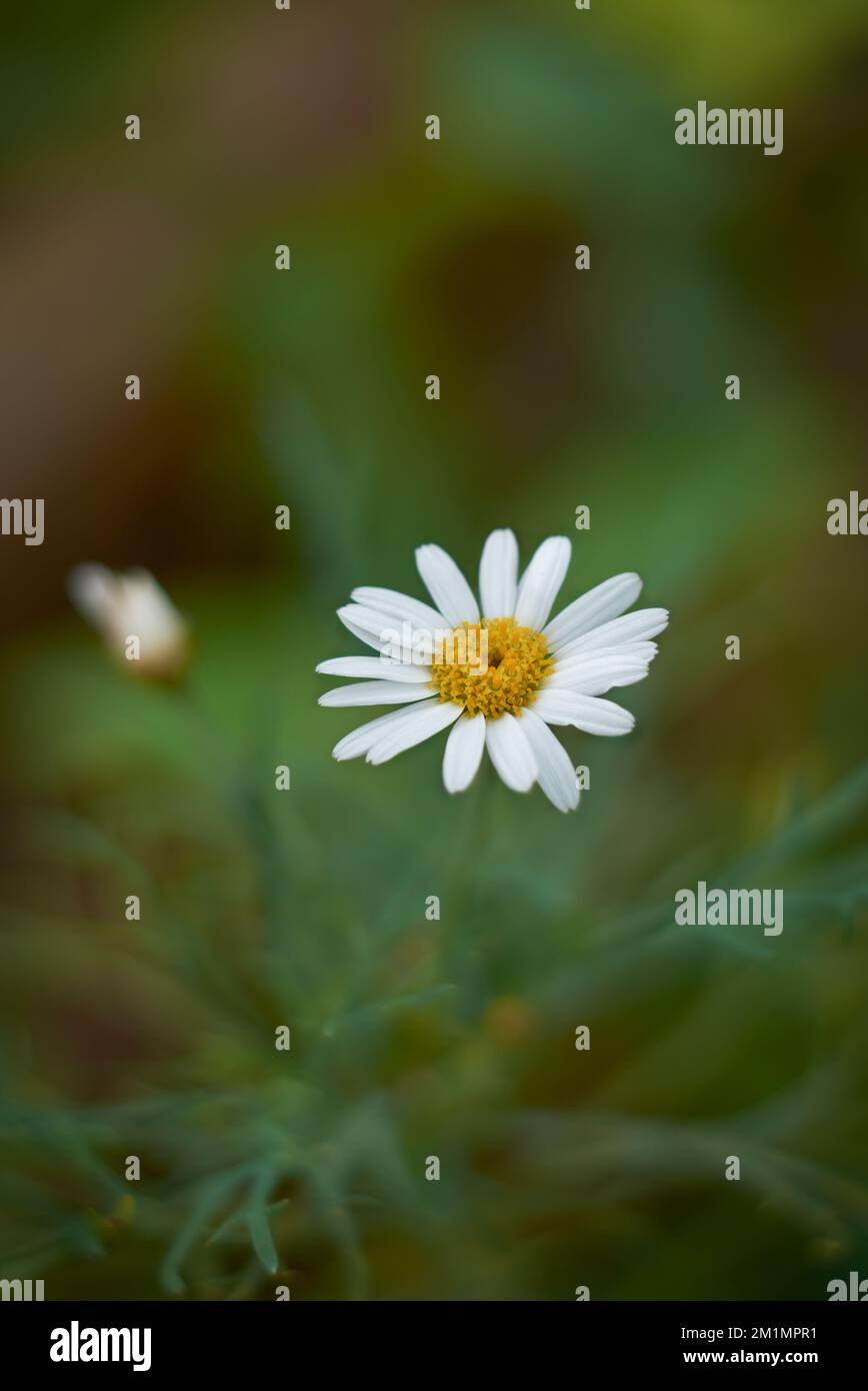 fleur de pâquerette commune, également connue sous le nom de pâquerette de pelouse ou pâquerette anglaise, fleur blanche isolée dans le jardin, mise au point sélective avec espace de copie Banque D'Images