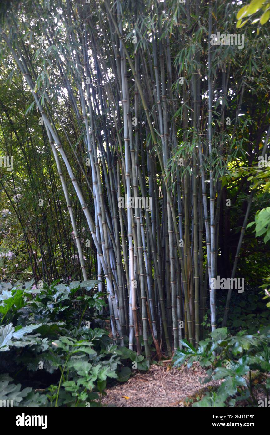 Grand Woody Clump of Bamboo (Bambusoideae) 'Bambusa' herbe géante poussant dans les bois aux Lost Gardens of Heligan, St.Austell, Cornwall, Angleterre, Royaume-Uni. Banque D'Images