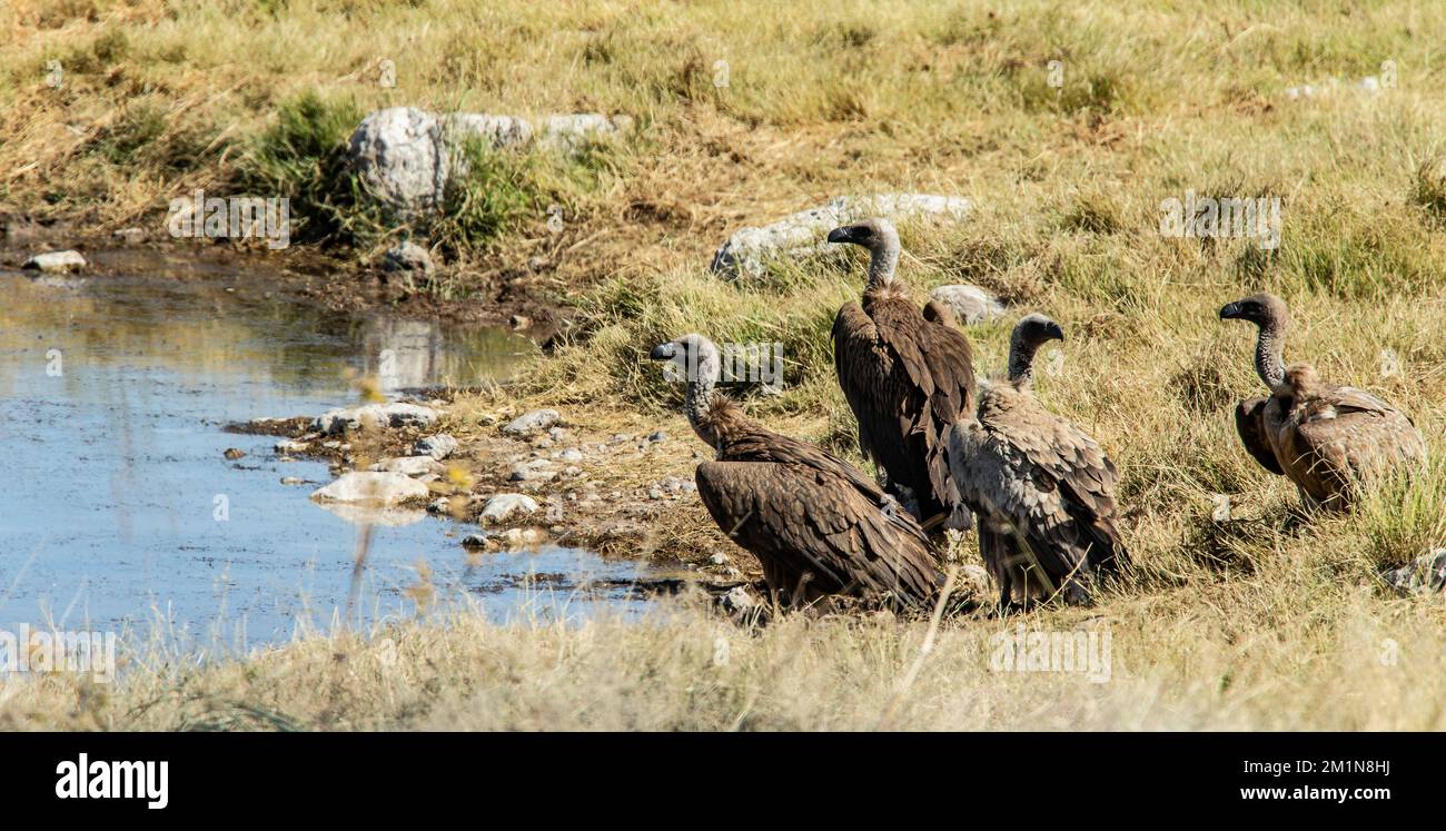 Quatre vautours à fond blanc dans un trou d'eau d'Etosha. Banque D'Images