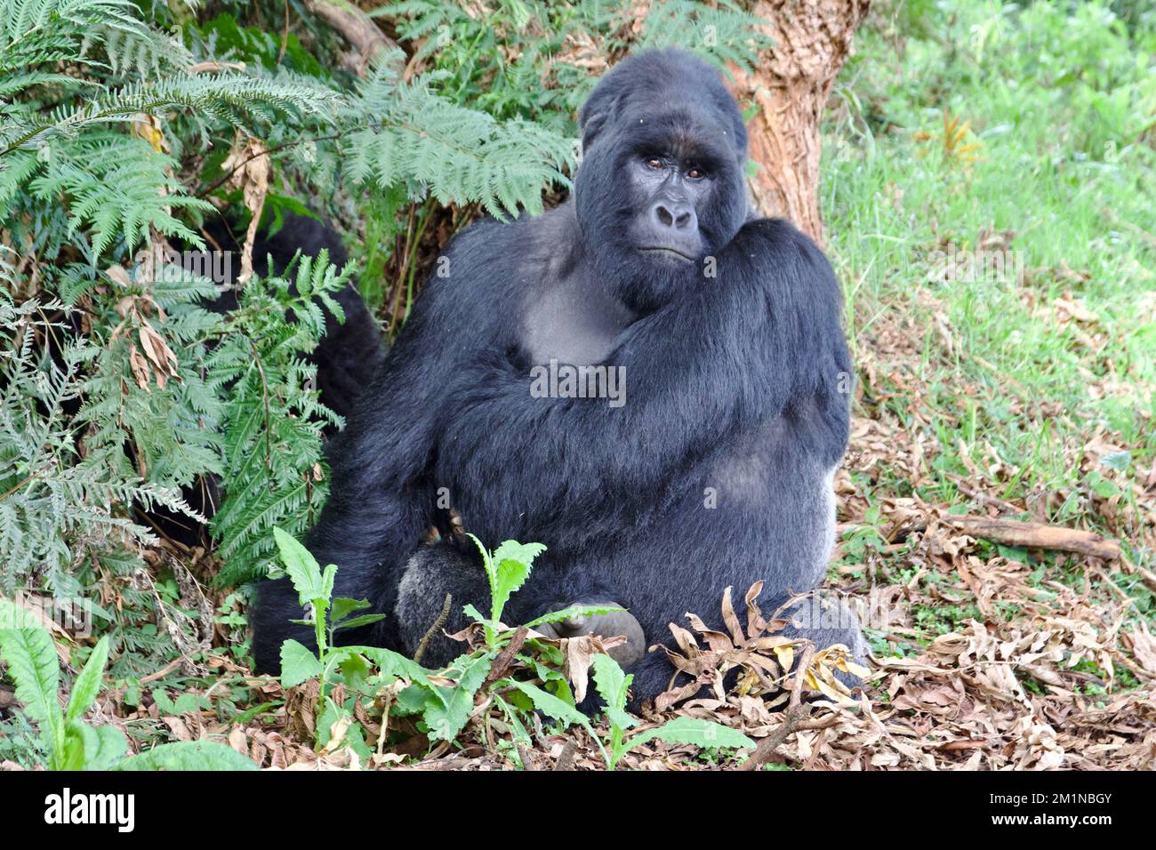 Mâle Silverback Mountain Gorilla au parc national de Mgahinga, Ouganda Banque D'Images