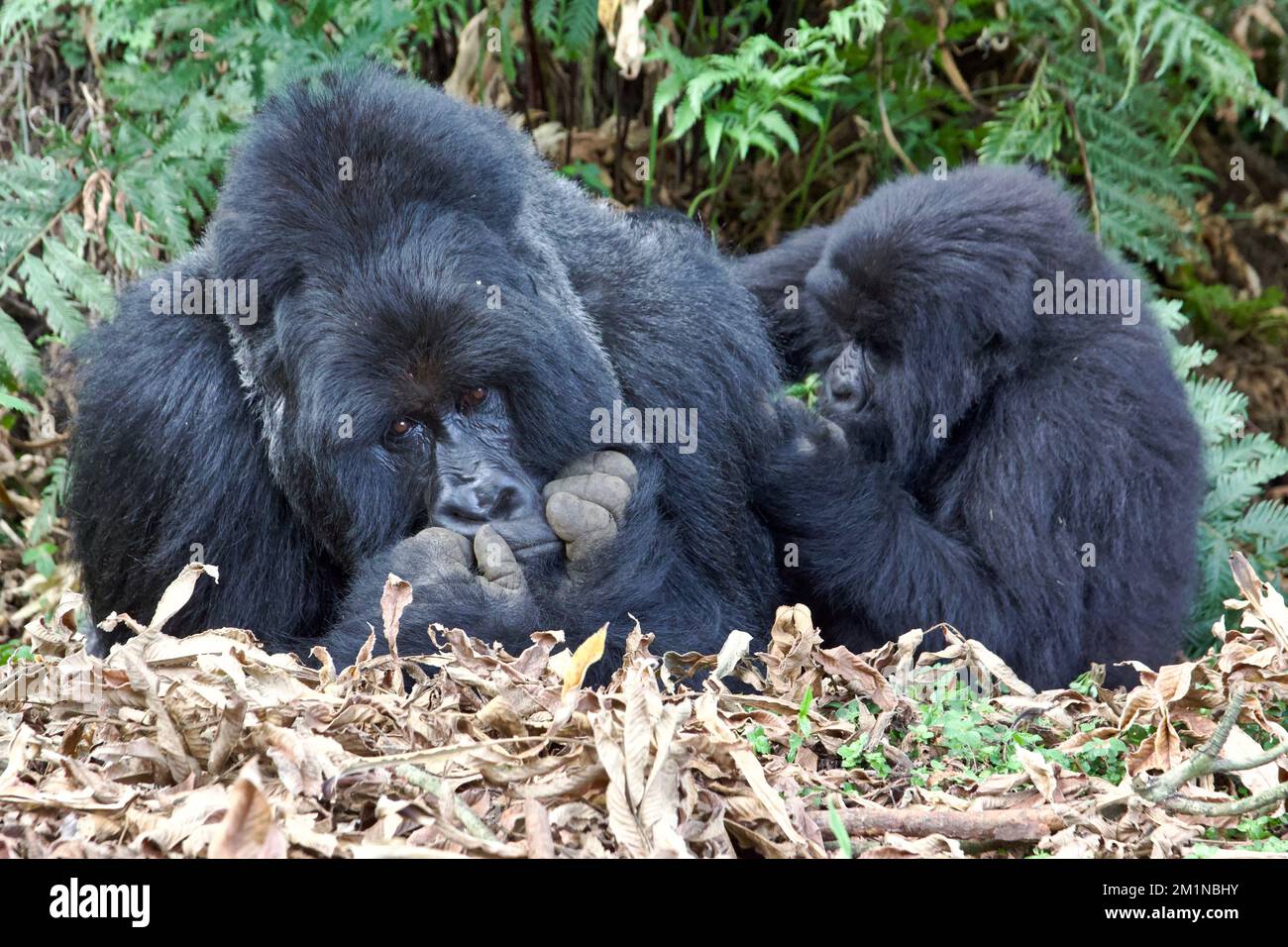 Un gorilles de montagne pour enfants qui se toilette d'une montagne à l'arrière du parc national de Mgahinga, en Ouganda Banque D'Images