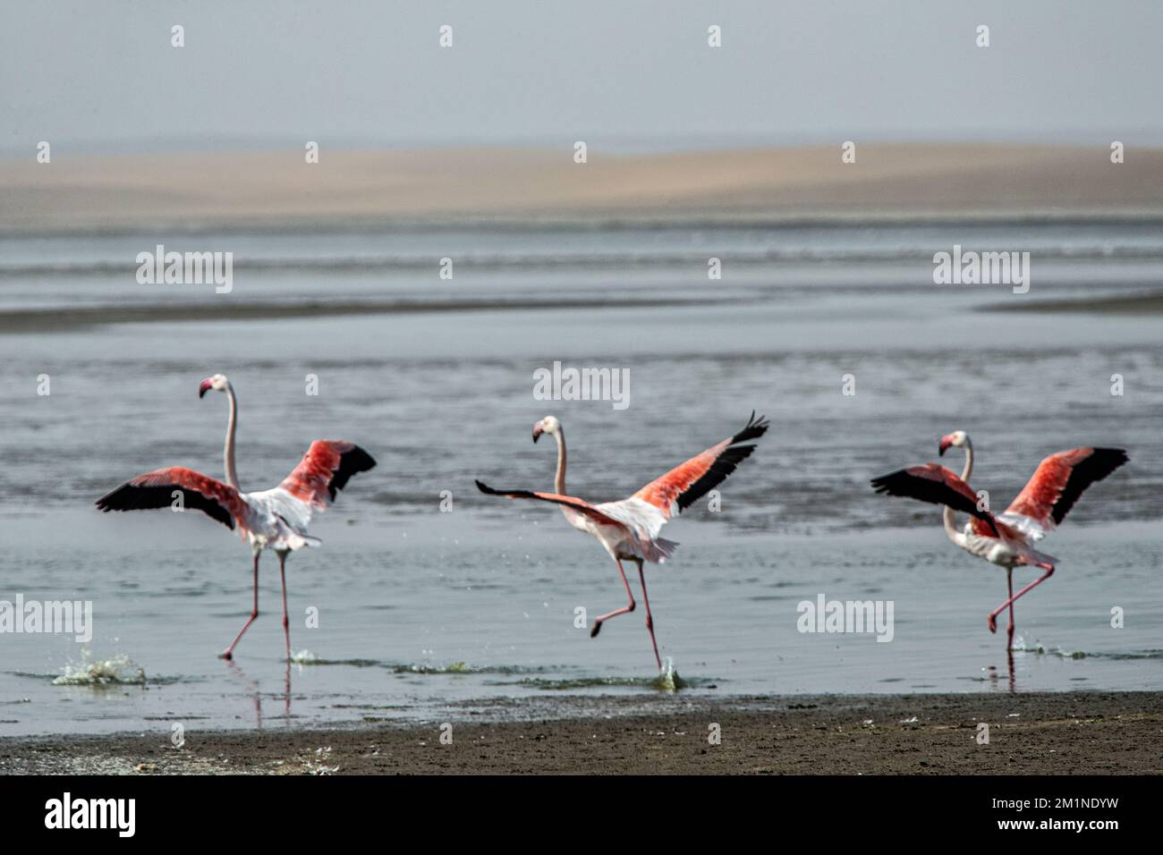 Trois flamants avec des ailes surtendues pour décoller sur la Skeleton Coast Banque D'Images