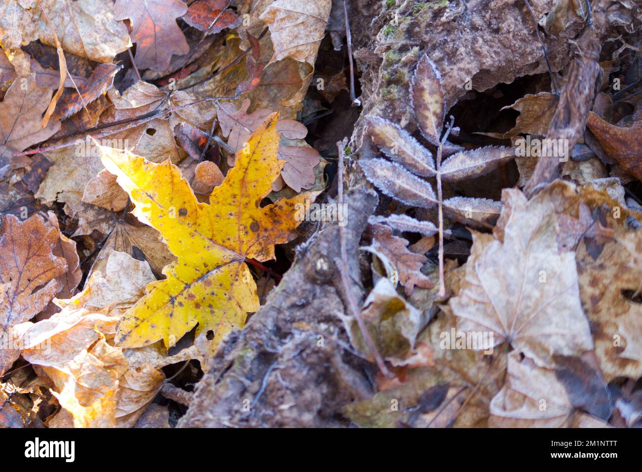 Les dernières feuilles d'automne congelées Banque D'Images