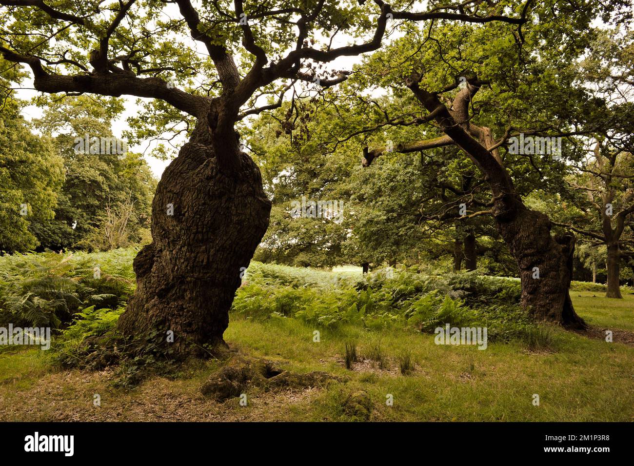 Vieux chênes et champ de fougères, l'été à Richmond Park Surrey, Angleterre. Banque D'Images