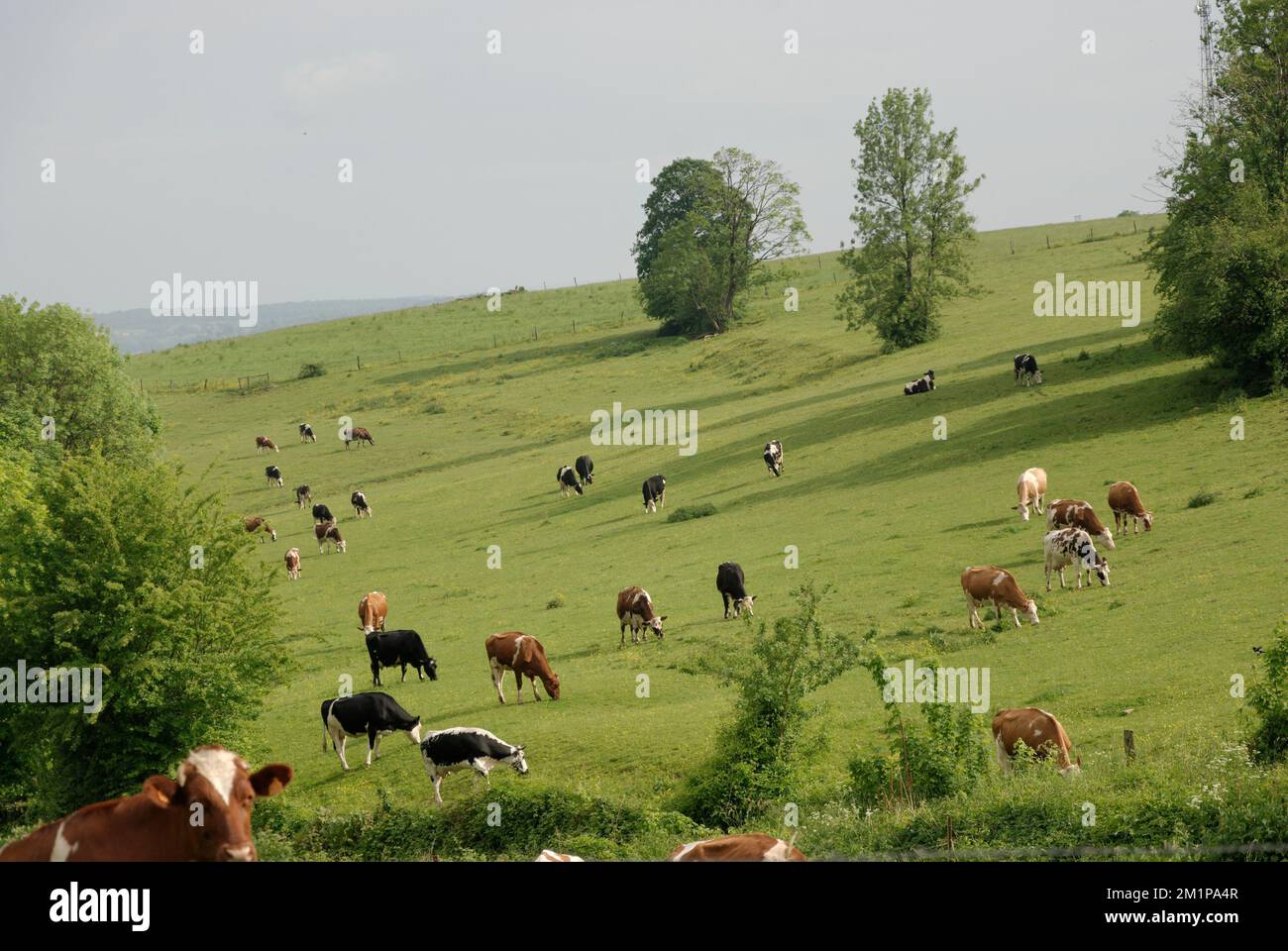 élevage naturel d'animaux sur un pâturage Banque D'Images