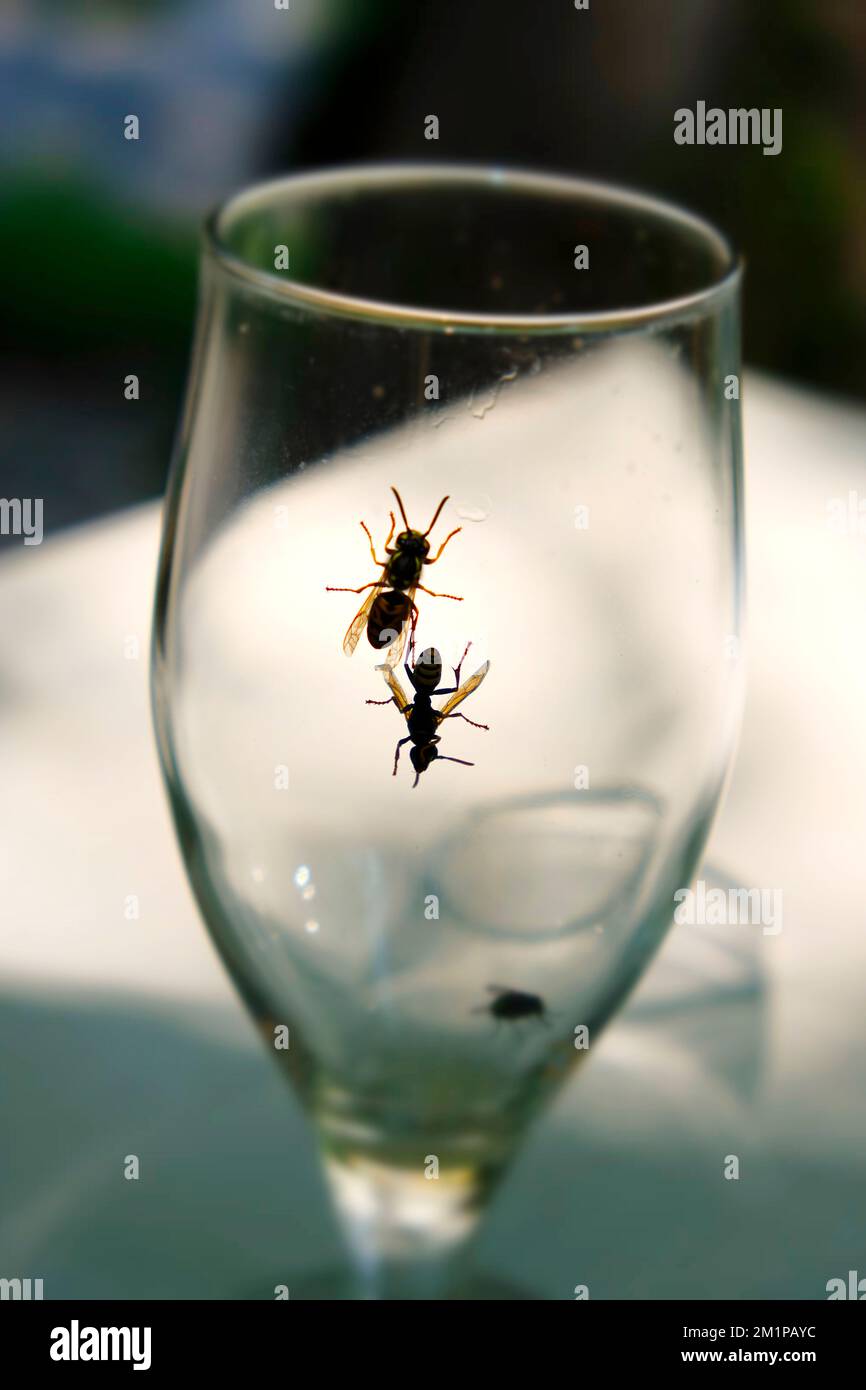 Insecte dans une Glas de vin Banque D'Images