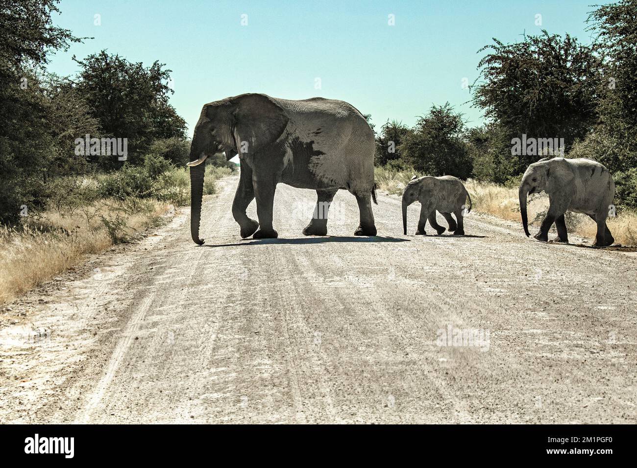 Mère African Elephant traversant la route avec des bébés derrière Banque D'Images