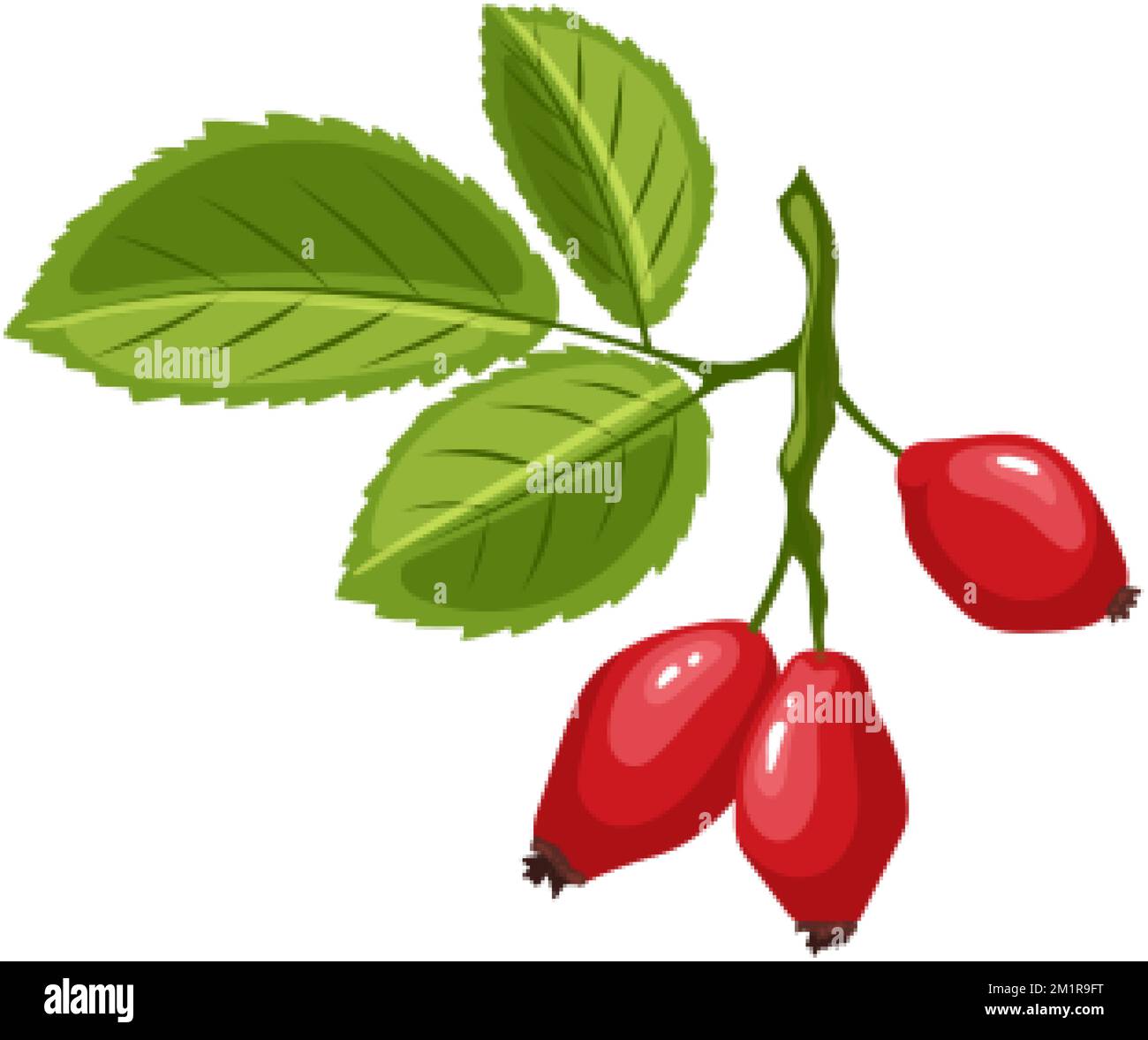 illustration vectorielle de dessin animé de plante de rosehip Illustration de Vecteur