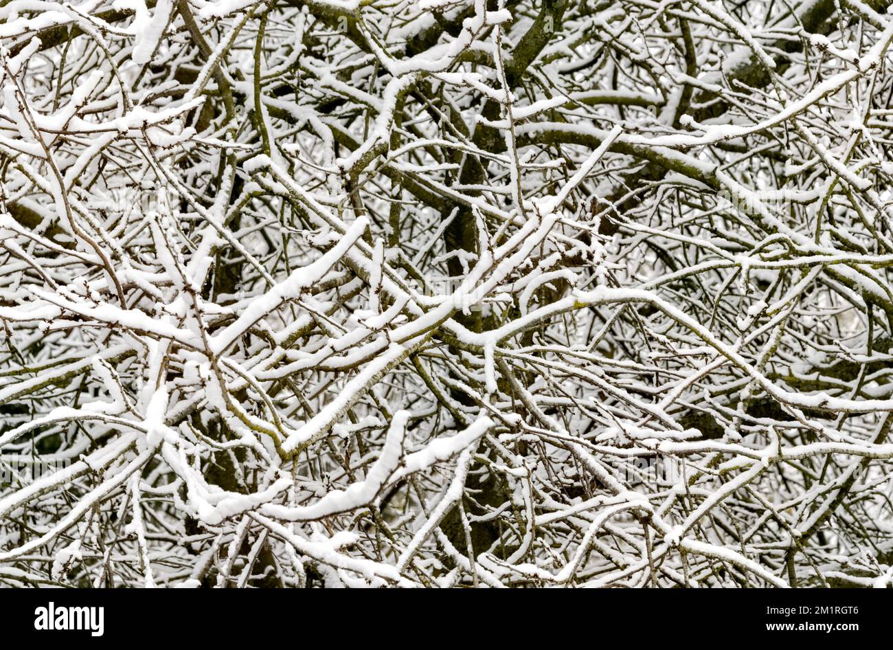 Branches enneigées sur un arbre, décembre 2022 Banque D'Images