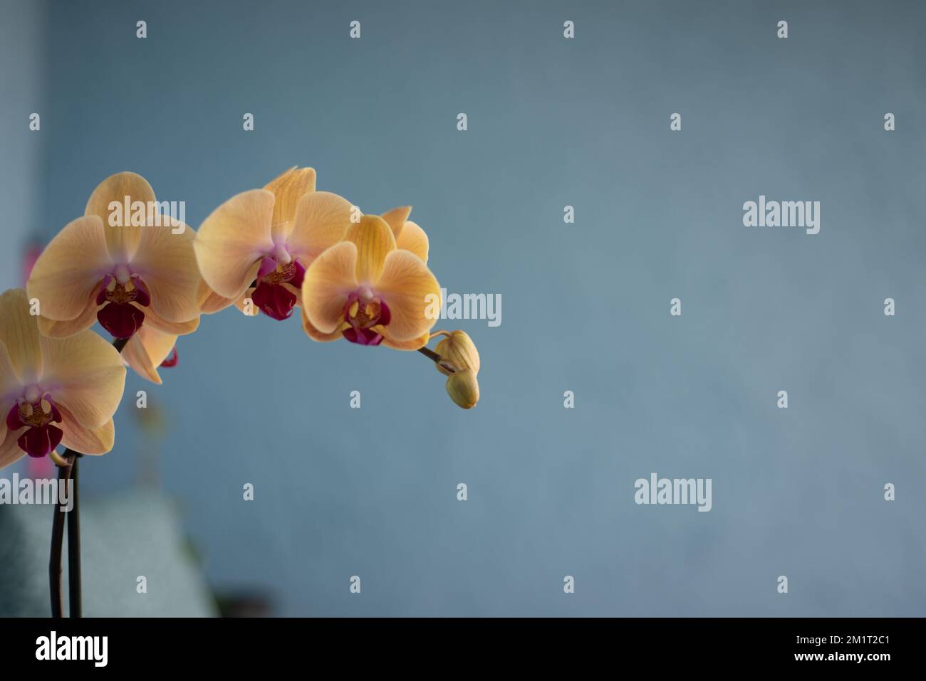 Une orchidée phalaenopsis aphrodite sur le fond flou d'un mur gris Banque D'Images