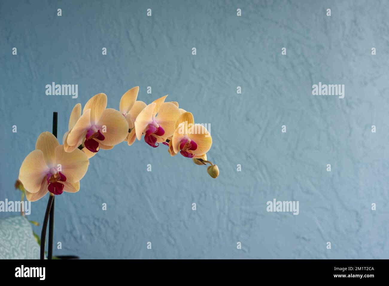 Une orchidée phalaenopsis aphrodite sur le fond d'un mur gris Banque D'Images