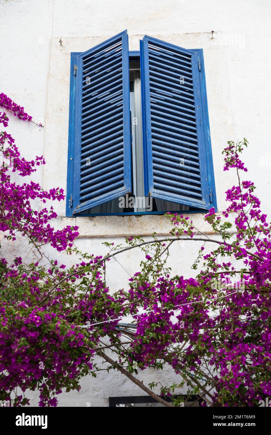 Fenêtre à volets bleus et bougainvilliers pourpres sur maison blanche, Ostuni, province de Brindisi, Puglia, Italie, Europe Banque D'Images