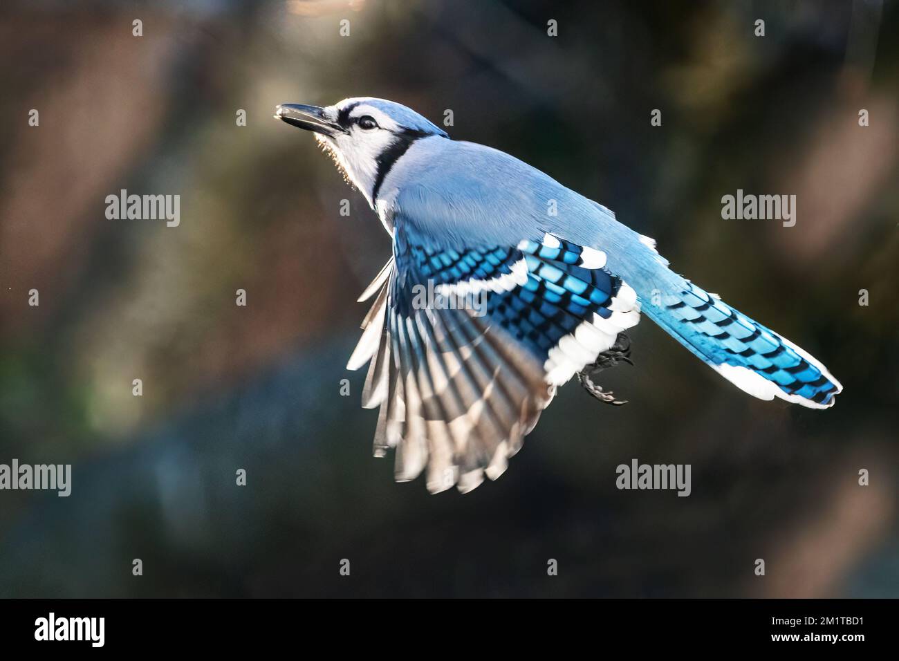 Blue jay en vol Banque D'Images