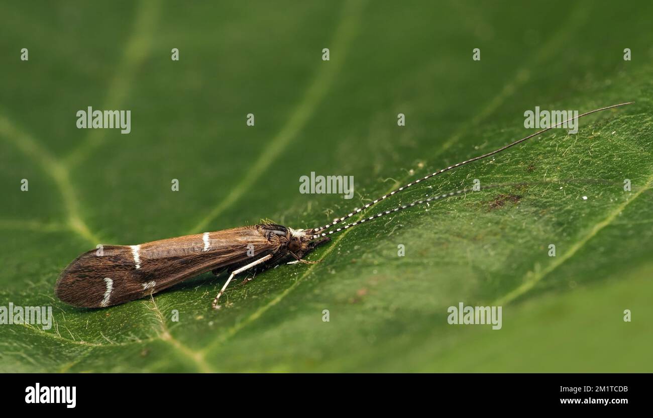 Athripsodes albifrons caddisfly reposant sur la feuille de chêne. Tipperary, Irlande Banque D'Images