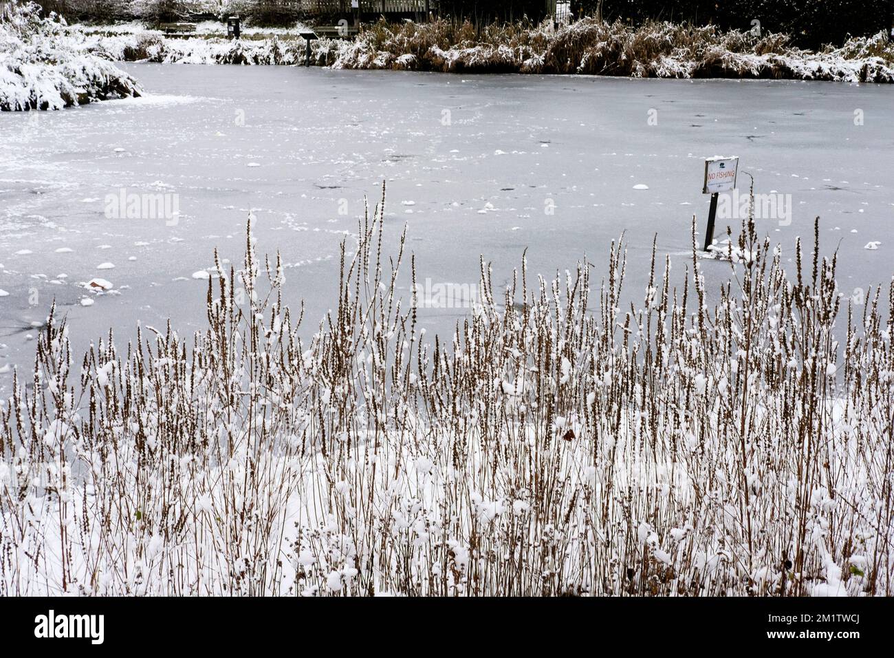 Glace fine sur l'étang gelé. ROYAUME-UNI Banque D'Images