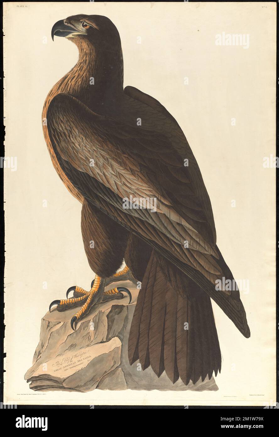 L'oiseau de Washington ou grand aigle de mer américain : Falco washingtoniensis. Homme c.2 v.1 plaque 11 , aigles, aigle à tête blanche. The Birds of America- tiré des dessins originaux de John James Audubon Banque D'Images