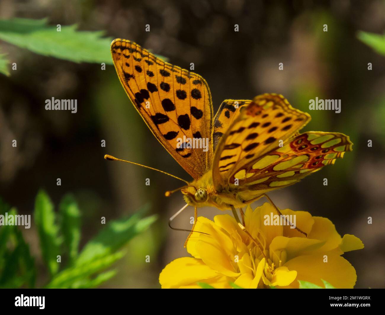 Macro d'une virgule asiatique (Polygonia c-aureum) papillon sur un marigot Banque D'Images