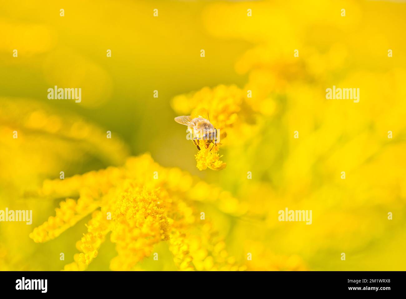 Solidago, fleurs jaunes d'or en été. Banque D'Images