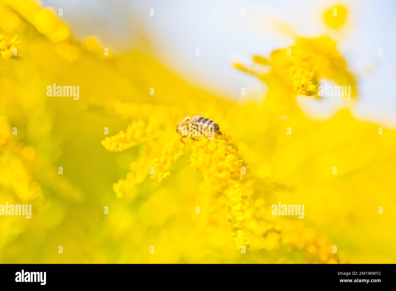 Solidago, fleurs jaunes d'or en été. Banque D'Images