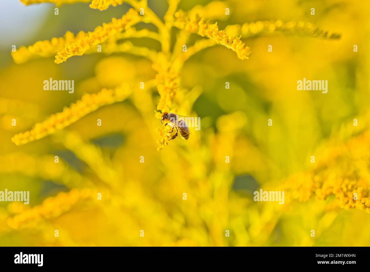 Solidago, fleurs jaunes d'or en été. Banque D'Images