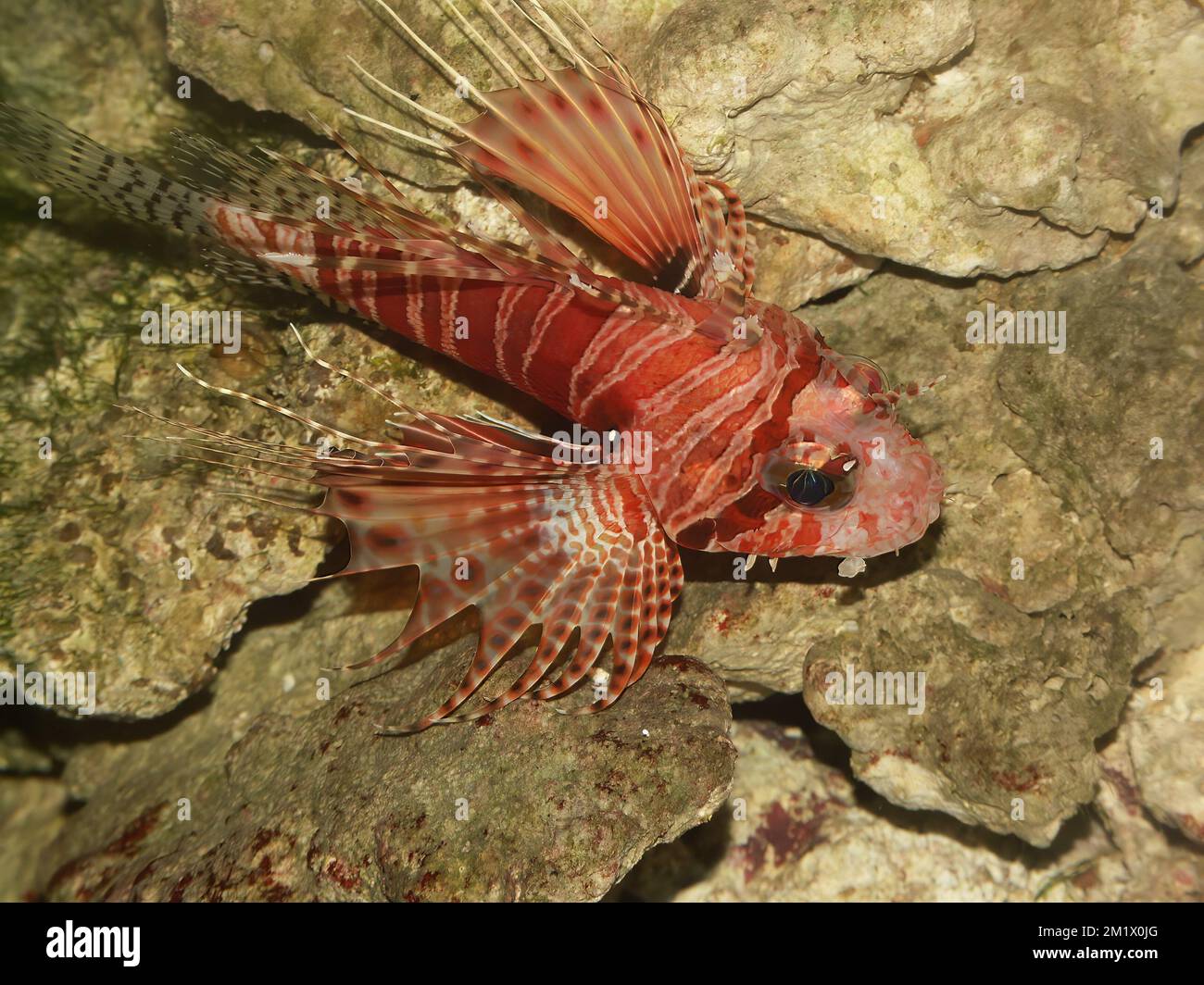 Un gros plan de lionfish nain dans son habitat naturel Banque D'Images