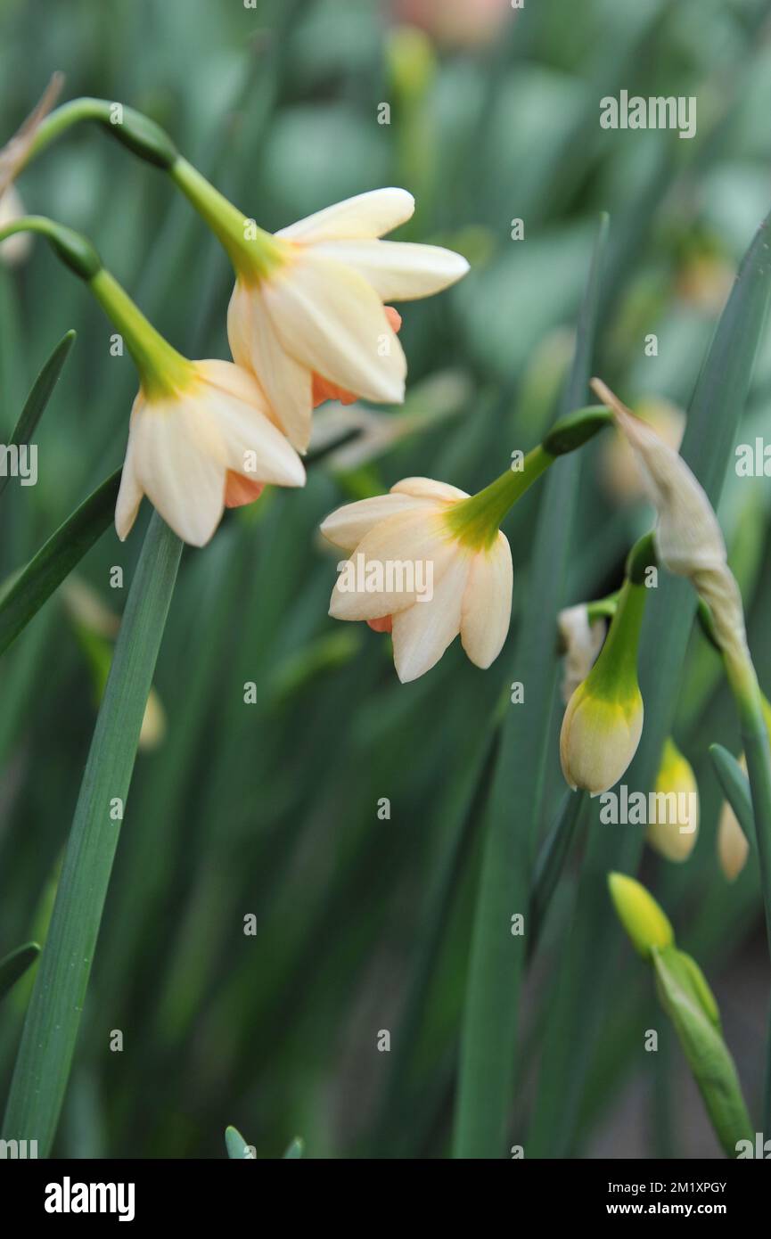 Jonquilla blanche et orange et Apodanthus jonquilles (Narcisse) rougissant Lady fleurissent dans un jardin en avril Banque D'Images