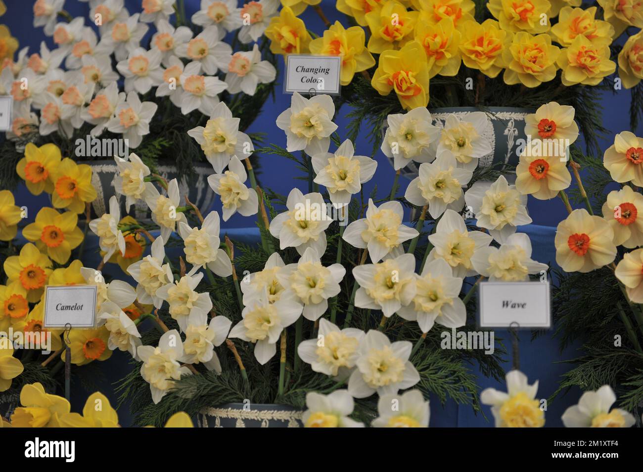 Un bouquet de jonquilles de collier blanches et jaunes (Narcisse) Changing Colors sur une exposition en mai Banque D'Images