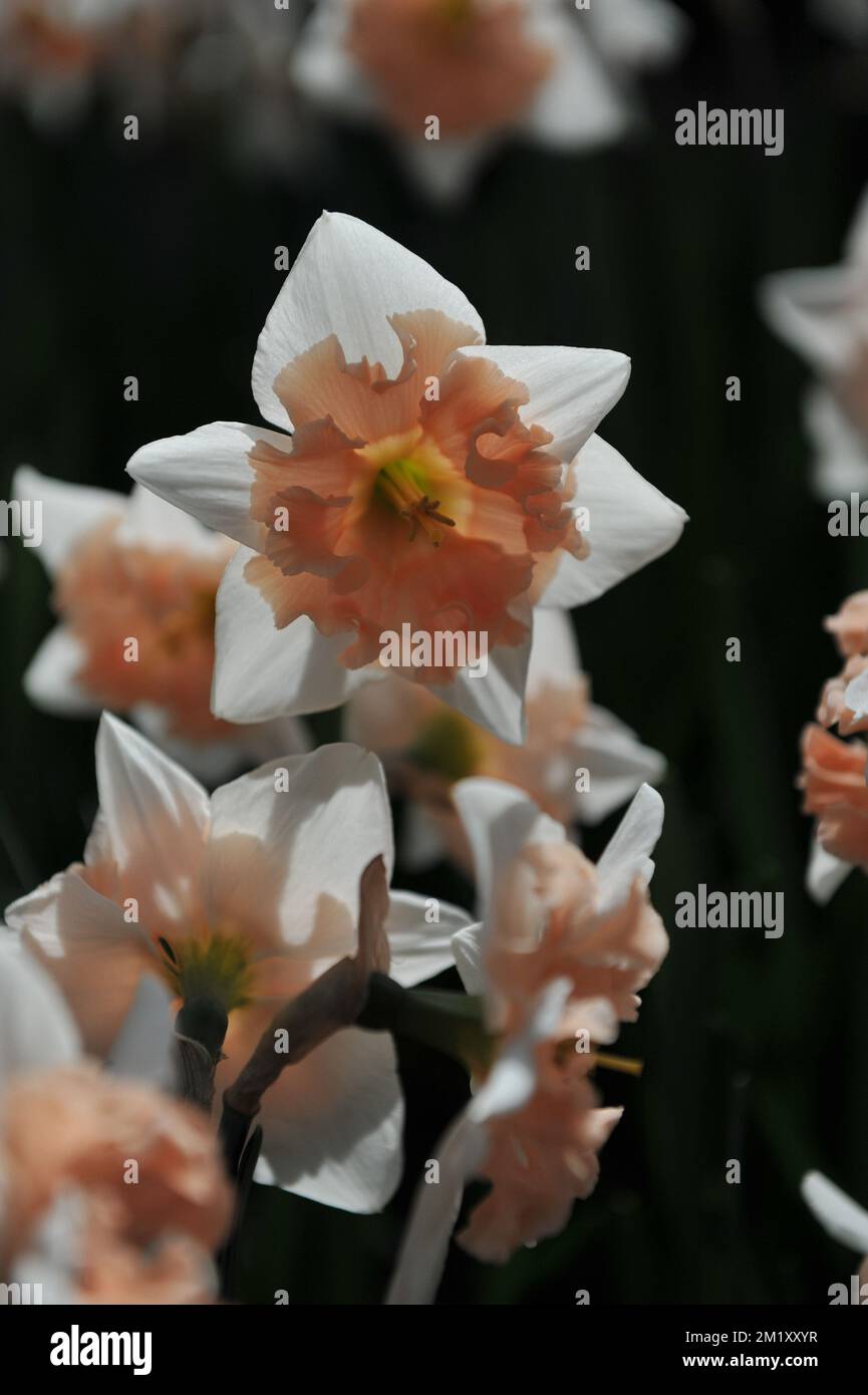 Jonquilles blanches et roses (Narcisse) Dear Love fleurissent dans un jardin en avril Banque D'Images