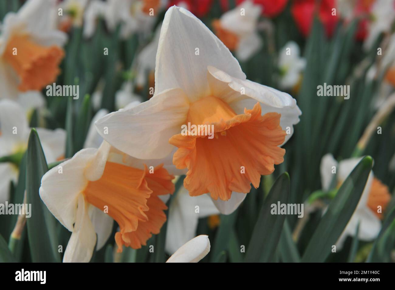 Les jonquilles blanches et oranges (Narcisse) pleines gaz fleurissent dans un jardin en avril Banque D'Images