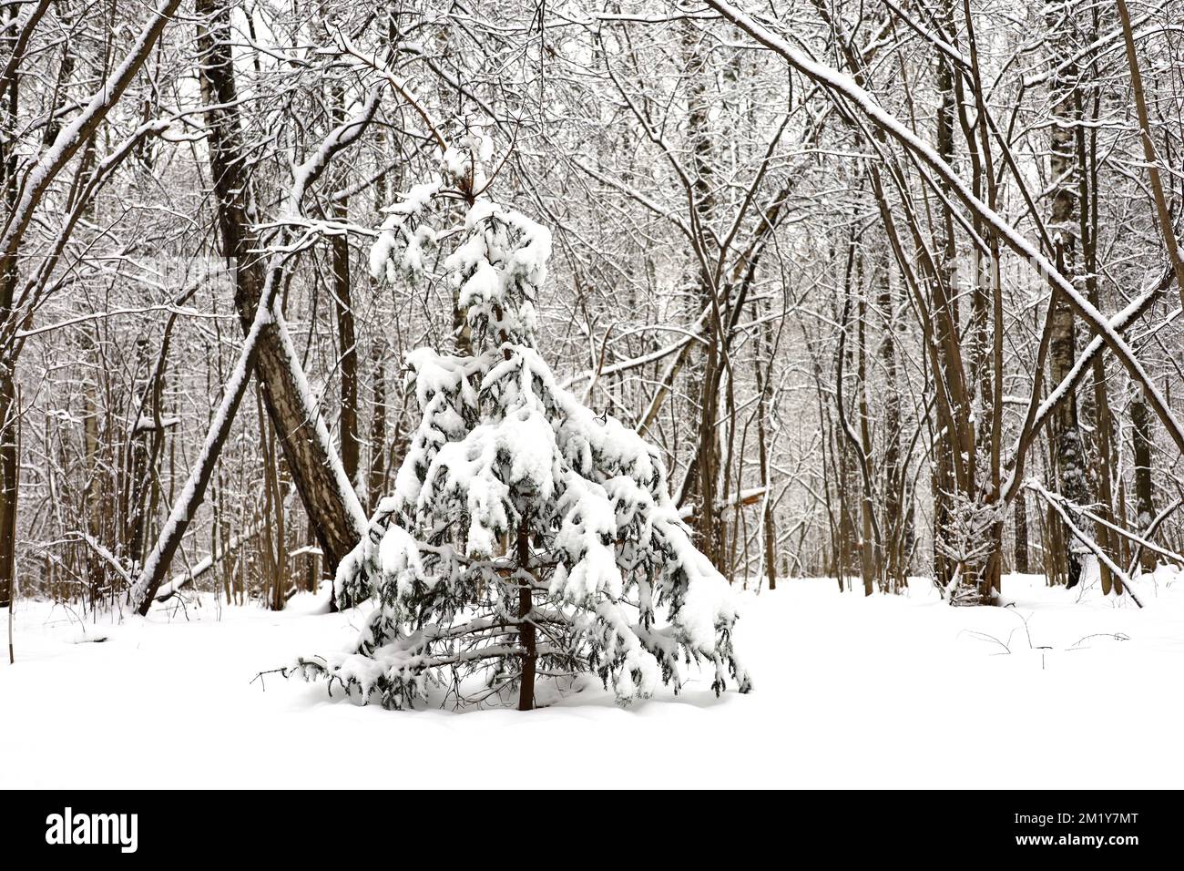 Sapin couvert de neige en forêt d'hiver. La nature après les chutes de neige, temps froid Banque D'Images