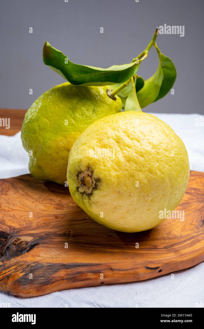 Cédrate de citron-citron ou Citrus medica, grands agrumes parfumés avec de la croûte épaisse utilisés pour faire de la limonchello italienne Banque D'Images