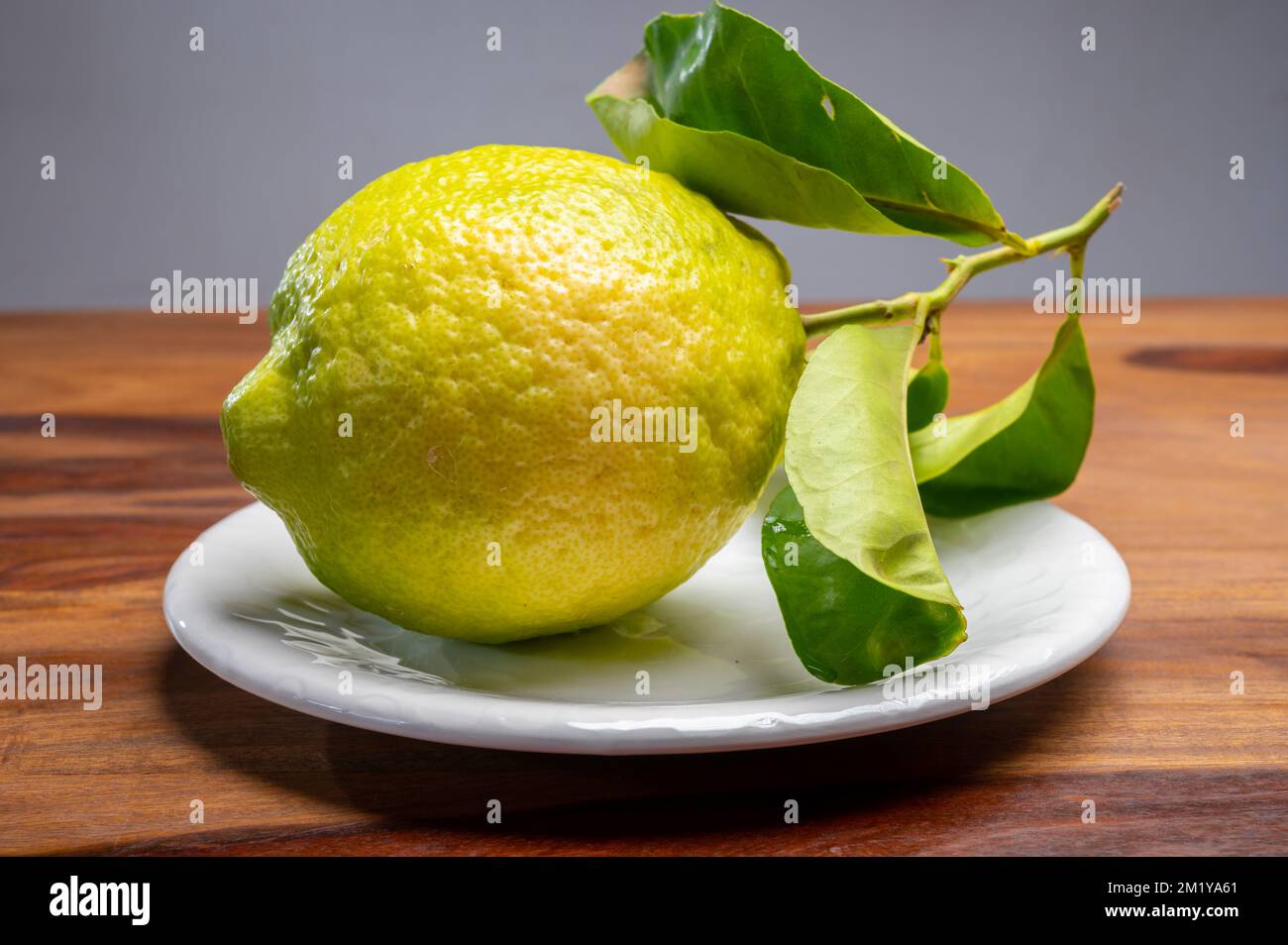 Cédrate de citron-citron ou Citrus medica, grands agrumes parfumés avec de la croûte épaisse utilisés pour faire de la limonchello italienne Banque D'Images