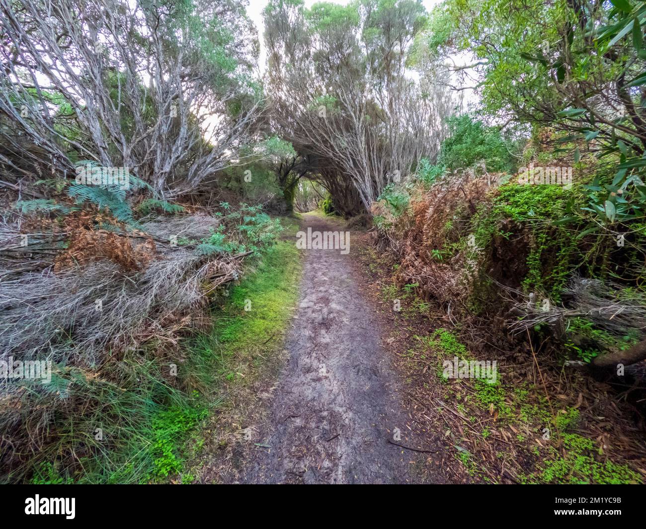 Photographie d'une piste de randonnée en terre isolée bordée d'arbres près de la forêt calcifiée sur King Island en Tasmanie, en Australie Banque D'Images