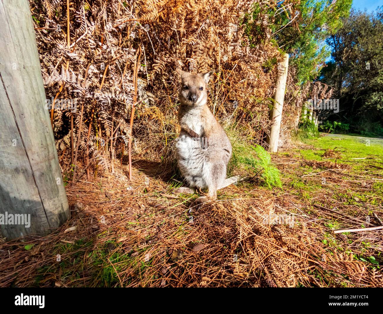 Photographie d'un Wallaby joey paissant près d'une clôture en brosse sur King Island en Tasmanie, en Australie Banque D'Images
