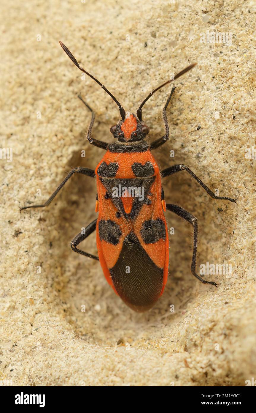 Un gros plan de punaise de cannelle (Corizus hyoscyami) sur une surface rugueuse Banque D'Images
