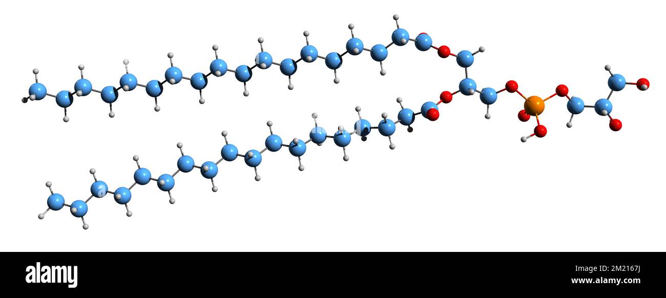 3D image de la formule squelettique du phosphatidylglycérol - structure chimique moléculaire du glycérophospholipide isolé sur fond blanc Banque D'Images