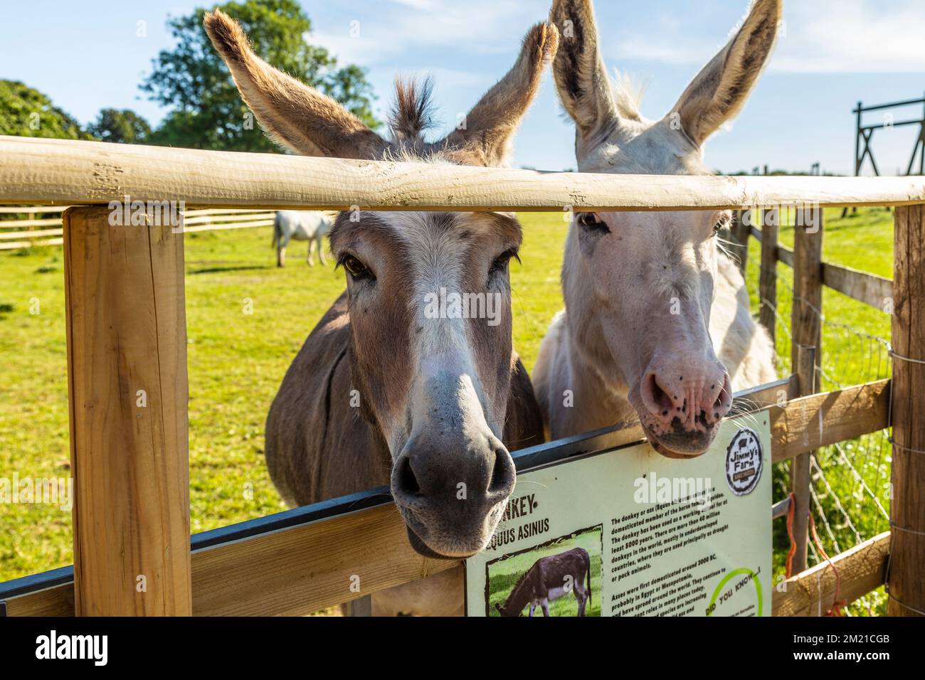 Donkeys dans une enceinte à Jimmy's Farm & Wildlife Park, Suffolk, Royaume-Uni Banque D'Images