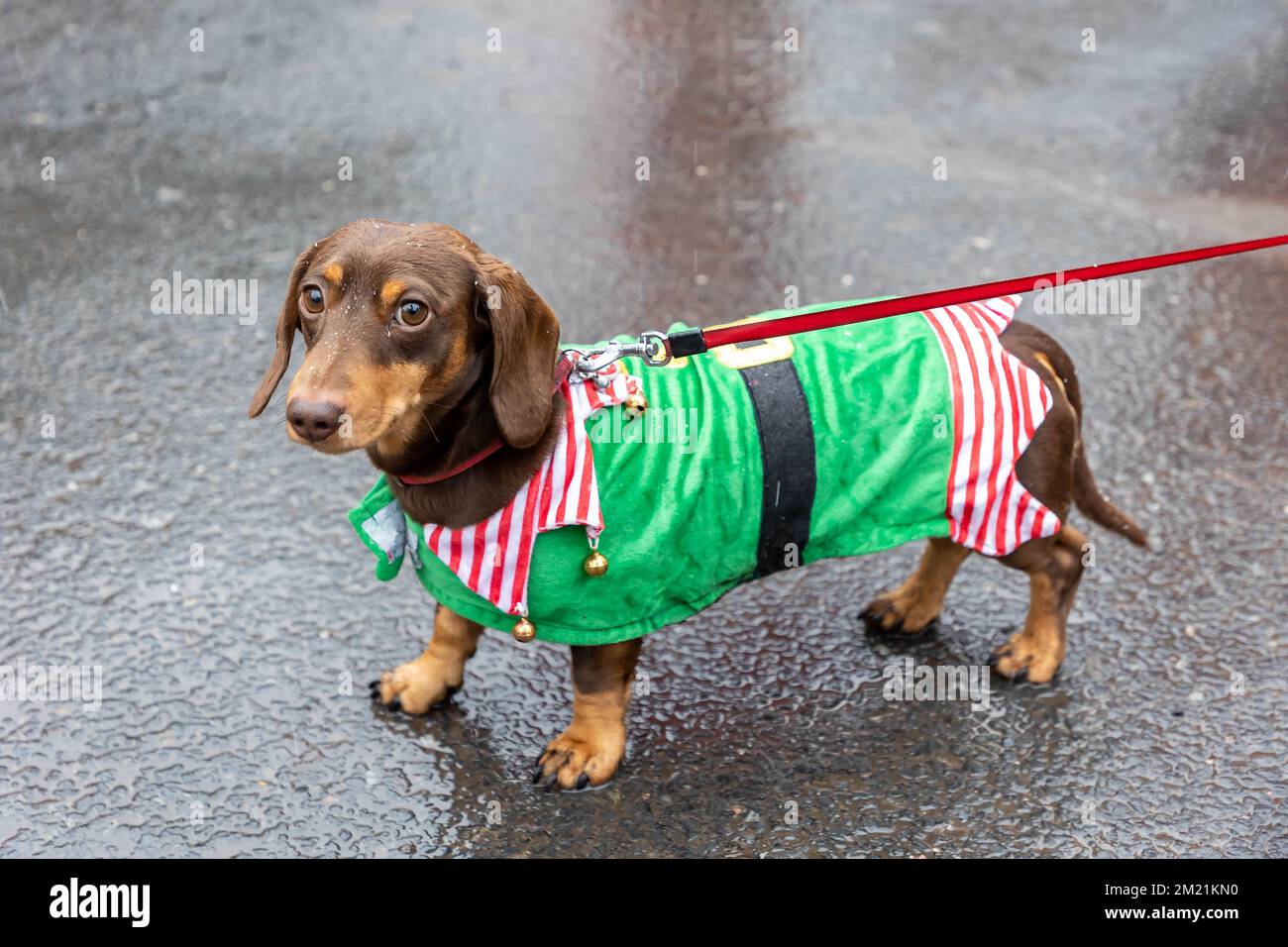 Le chien de Dachshund brun en manteau d'elf attend que le Grand Parade commence au Lymm Dickensian Festival Banque D'Images