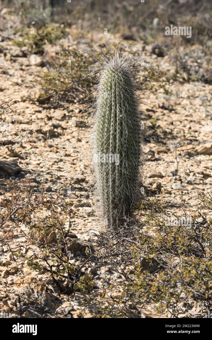Un cactus dans la réserve de biosphère de Tehuacan-Cuicatlan Banque D'Images