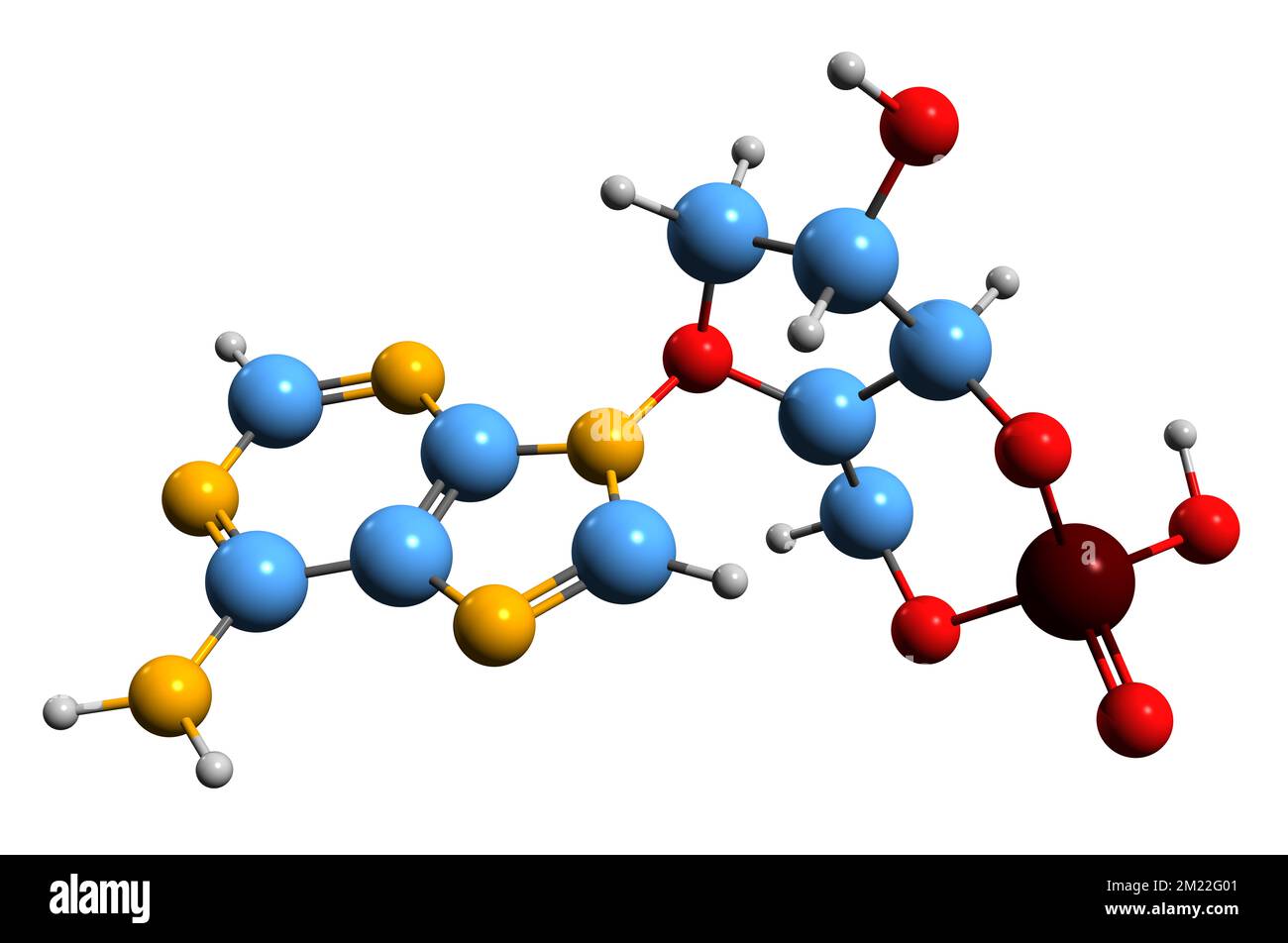 3D image de la formule squelettique de l'adénosine monophosphate cyclique - structure chimique moléculaire du camp de second messager isolé sur fond blanc Banque D'Images